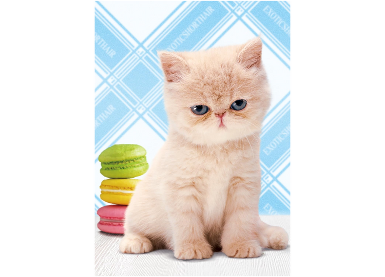 異國情人 - 108塊(標準)