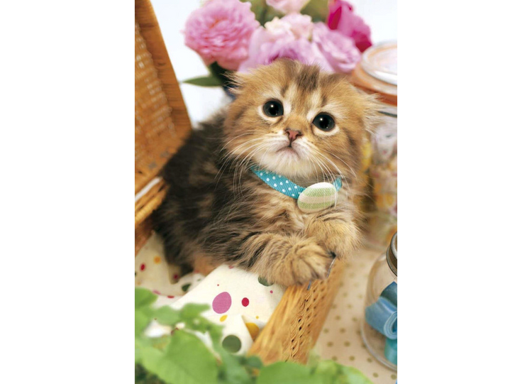 蘇格蘭折耳貓 - 600塊(極小)