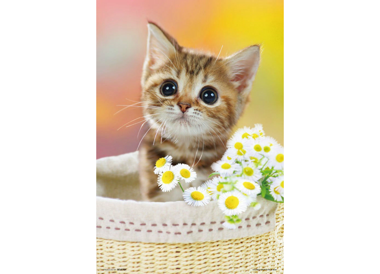 噹噹 - 150塊(大)