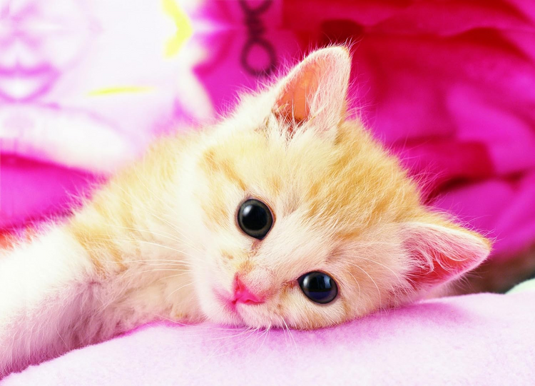 甜貓咪 - 216塊(標準)