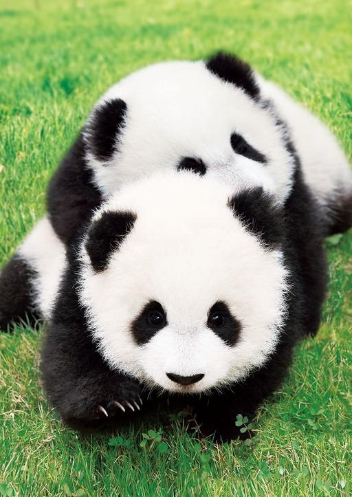 拼圖 - 動物砌圖/中吉熊貓/108塊