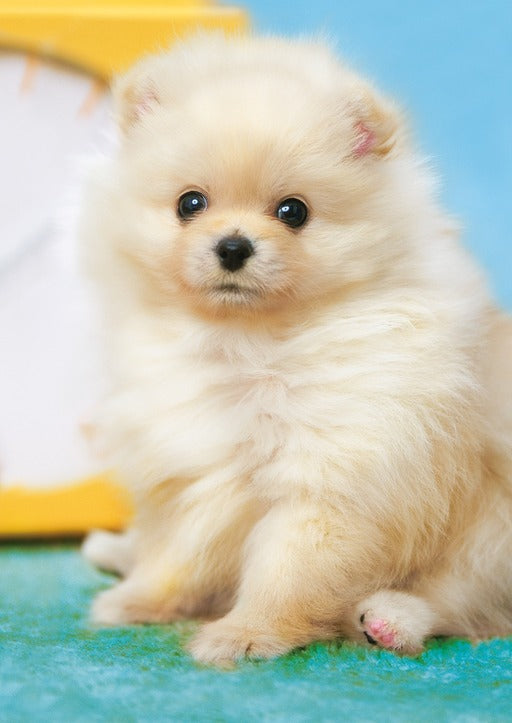 拼圖 - 動物砌圖/蓬鬆博美犬/108塊