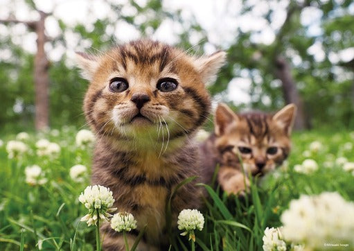 拼圖 - 動物砌圖/三葉草田/108塊