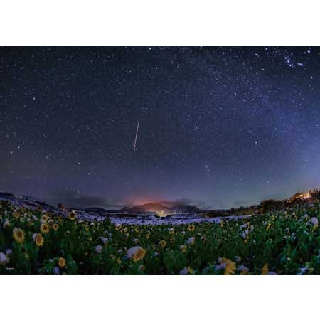 雪向日葵田 -500(標準)塊