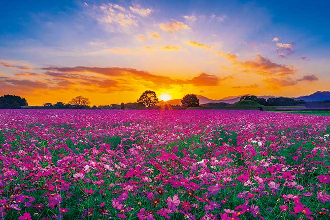 西都日落 - 1000(標準)塊