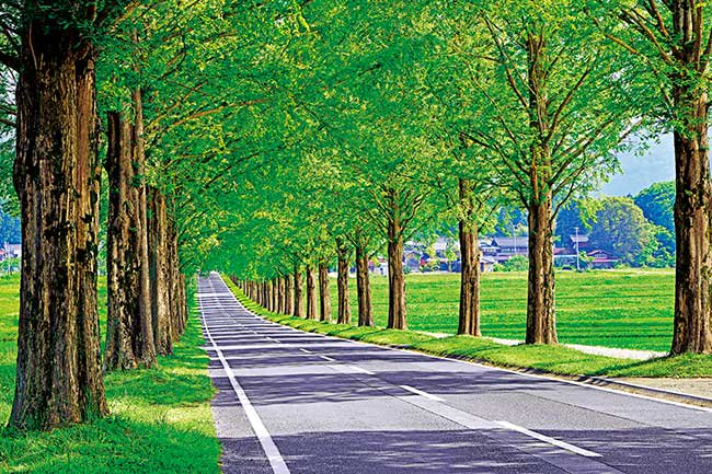 水杉林蔭道 - 1000(標準)塊