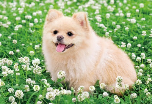 拼圖 - 動物砌圖/笑臉三葉草/300塊