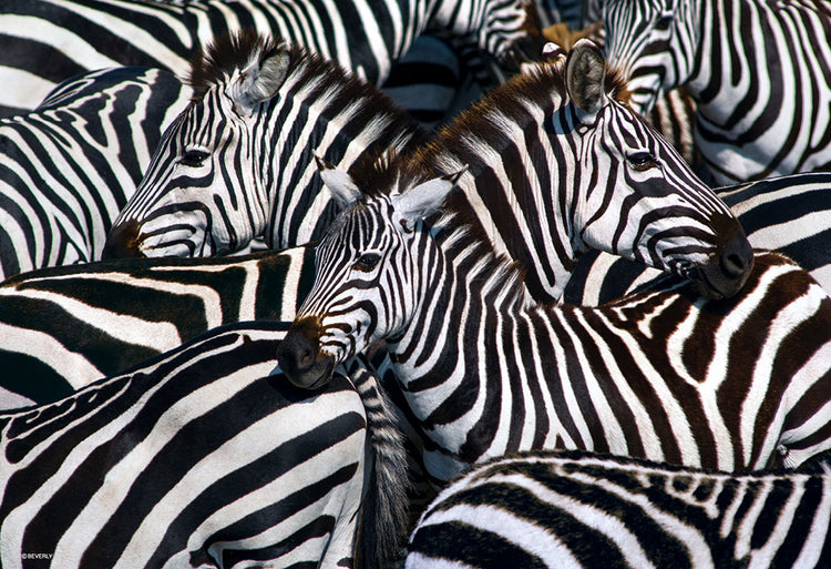 拼圖 - 動物砌圖/斑馬/1000塊