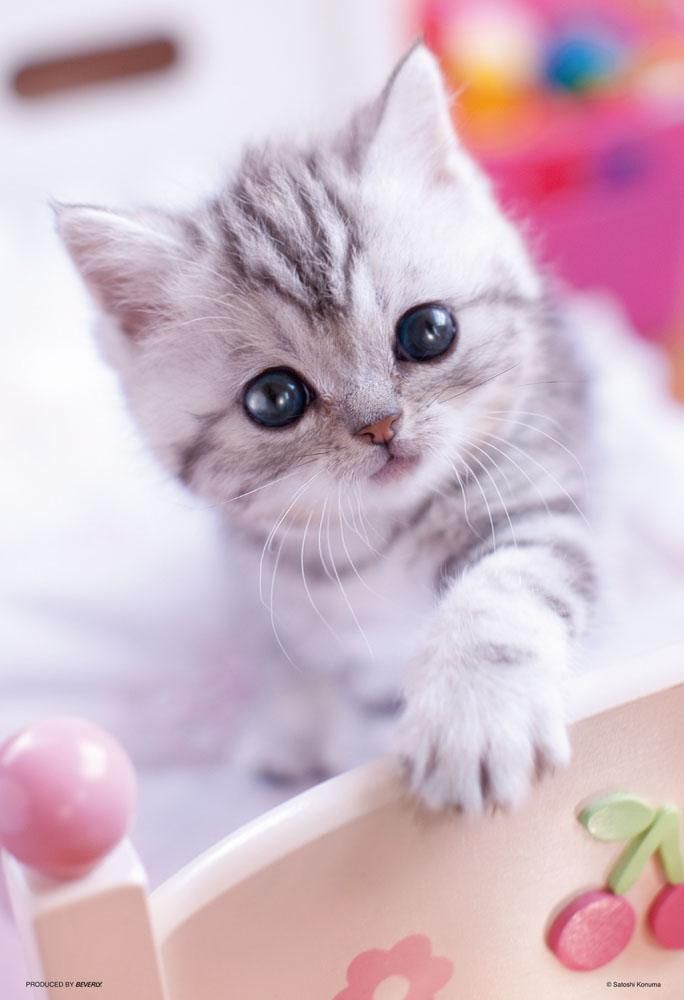 拼圖 - 動物砌圖/什麼??/300塊