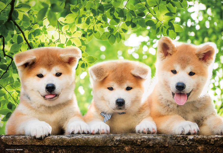 拼圖 - 動物砌圖/淘氣的秋田犬/300塊