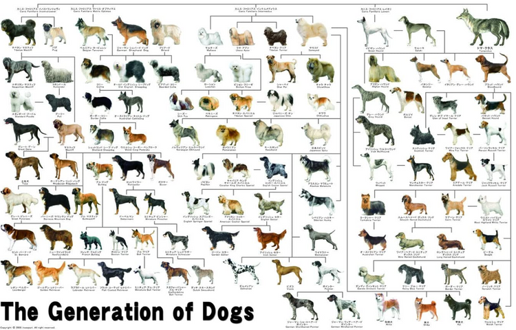狗狗世代 - 1000塊