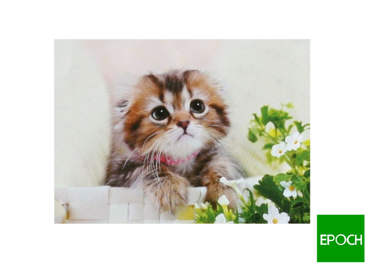 貓咪 - 108塊(標準)