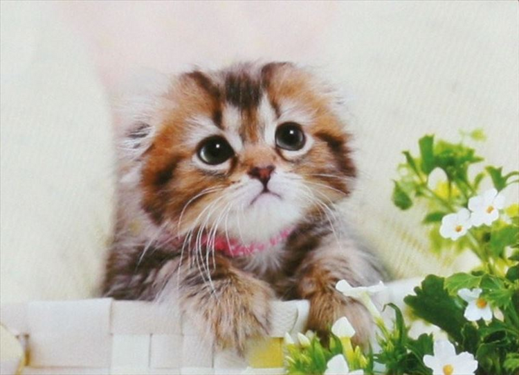 貓咪 - 108塊(標準)