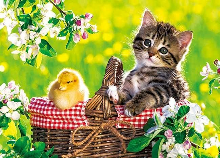 野餐 - 88塊(極大)