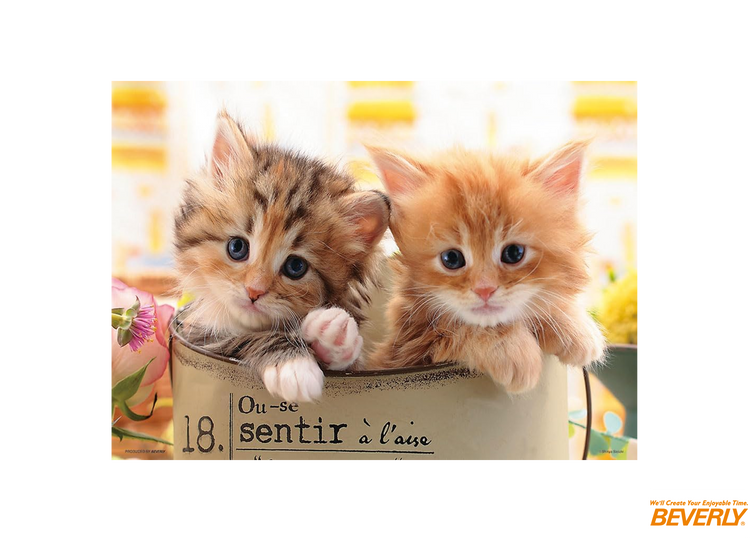 幸福貓咪 - 300塊(標準)