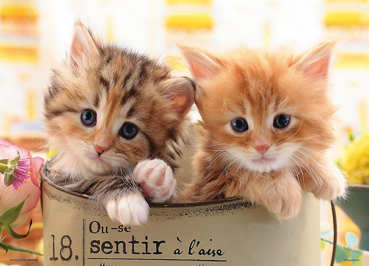 幸福貓咪 - 300塊(標準)