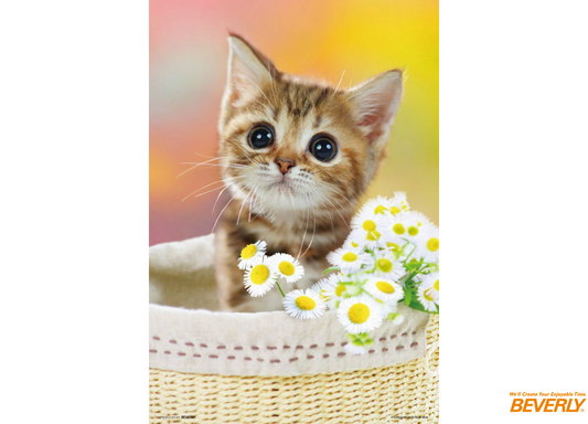 噹噹 - 150塊(大)