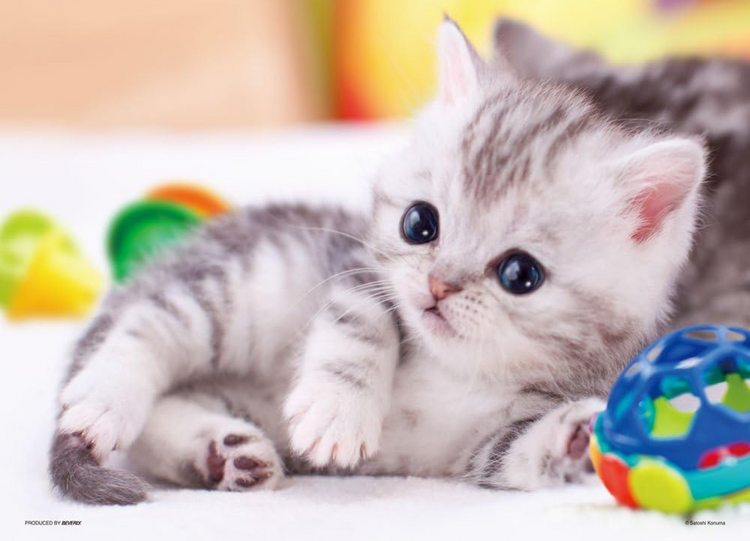 玩耍？ - 150塊(大)