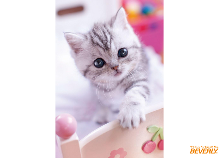 抱抱嗎? - 300塊(標準)