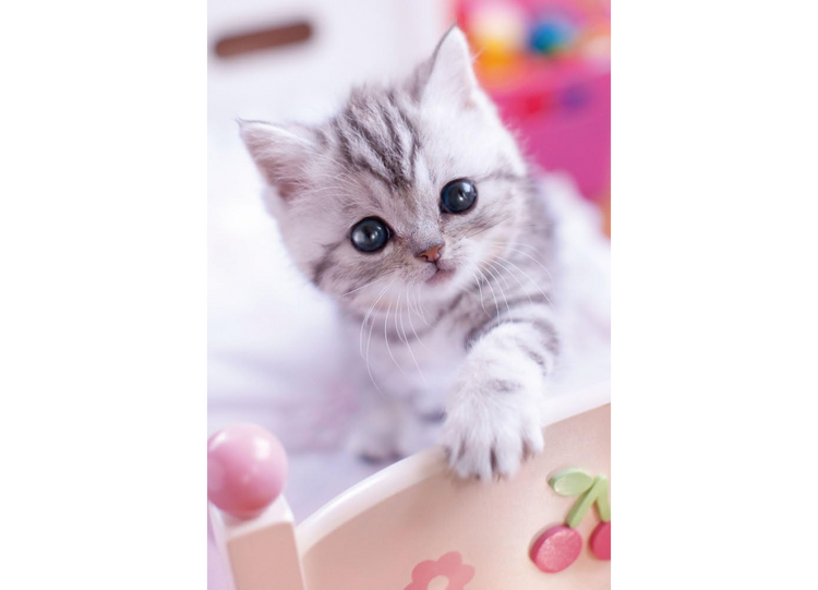 抱抱嗎? - 300塊(標準)