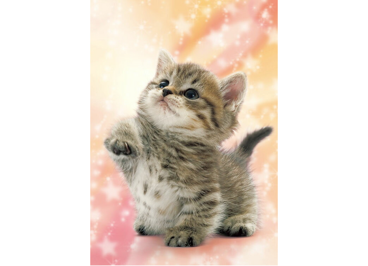 怎麼樣? - 216塊(標準)