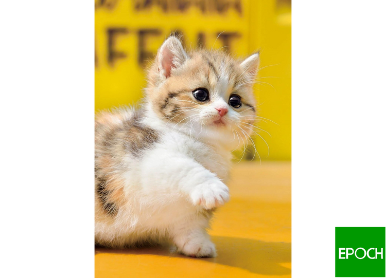 曼克頓貓咪 - 108塊(標準)