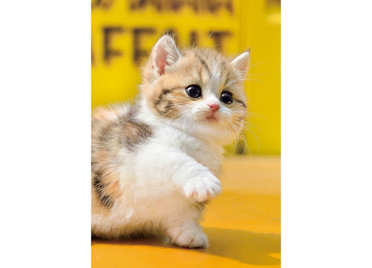 曼克頓貓咪 - 108塊(標準)