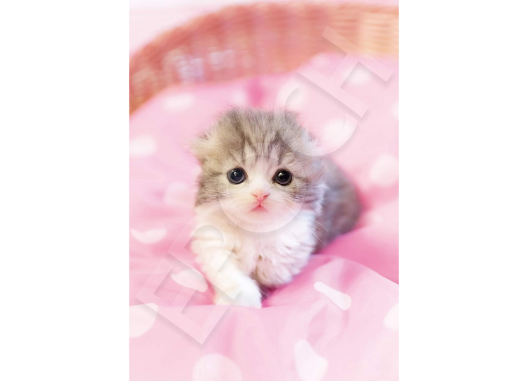 圓溜溜的眼睛 - 108塊(標準)