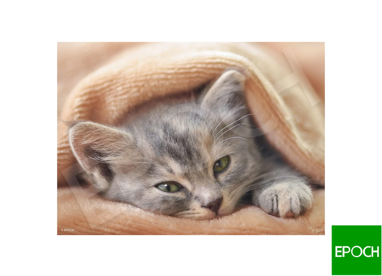 寒冷的小貓 - 108塊(標準)