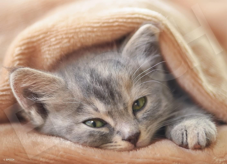 寒冷的小貓 - 108塊(標準)