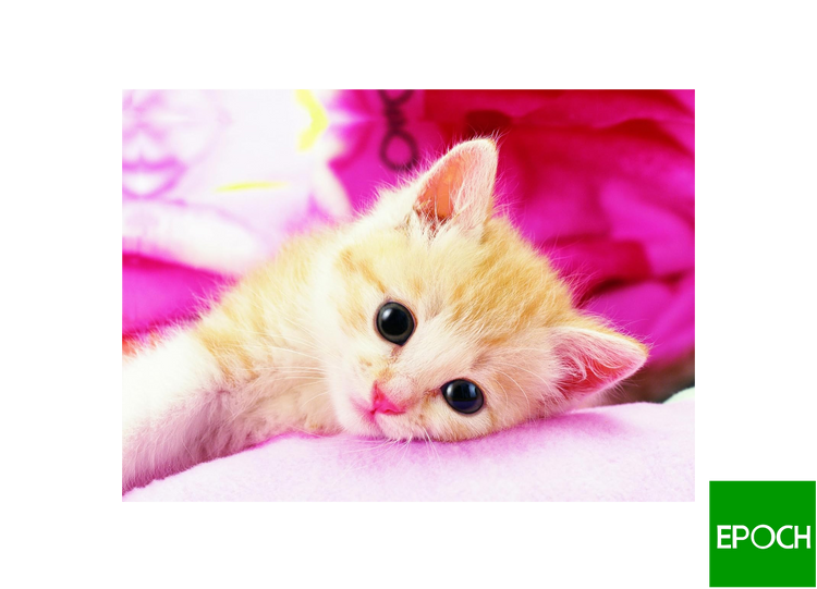 甜貓咪 - 216塊(標準)