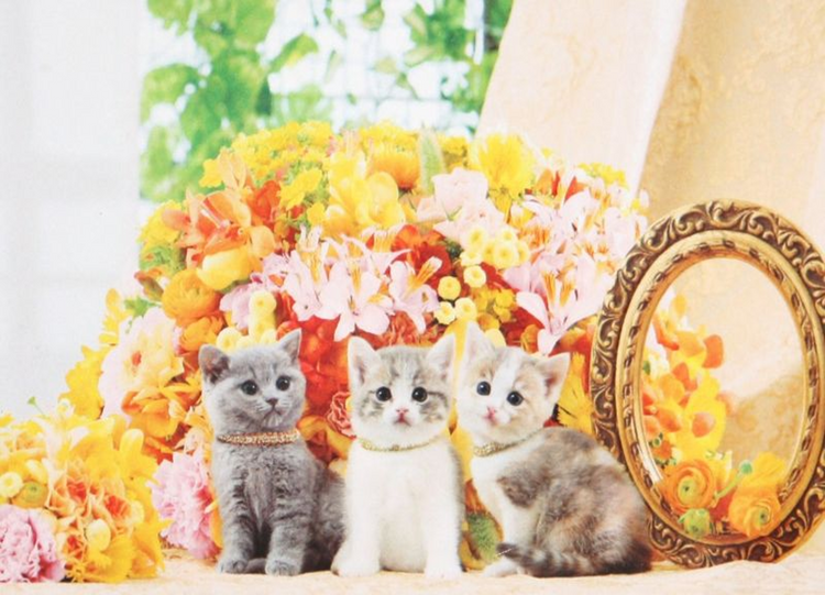 花貓 - 1000塊(標準)