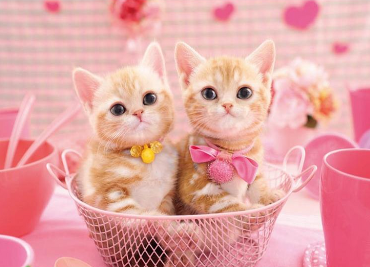 粉色貓咪 - 300塊(標準)