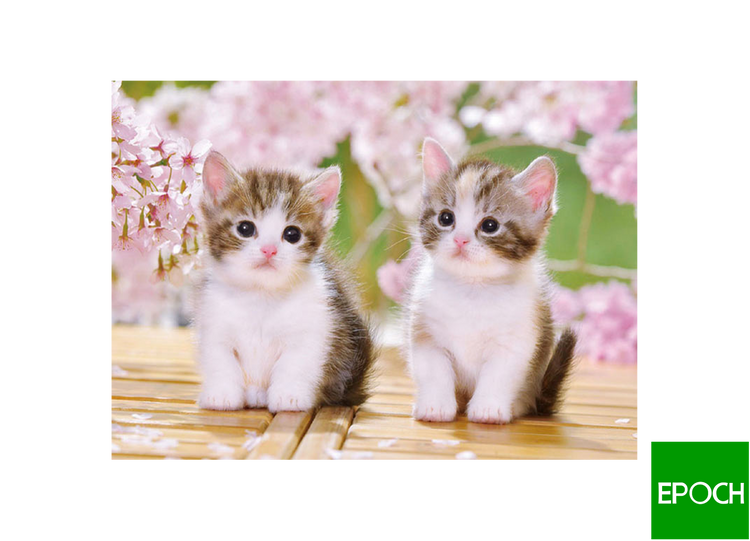 坐著的小貓喵 - 300塊(標準)