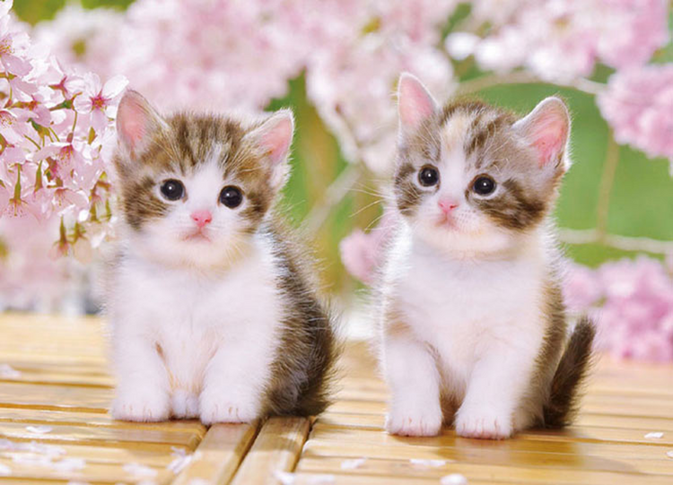 坐著的小貓喵 - 300塊(標準)