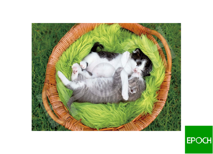 晚安喵 - 300塊(標準)