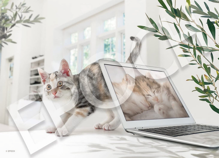 遙距工作 - 300塊(標準)