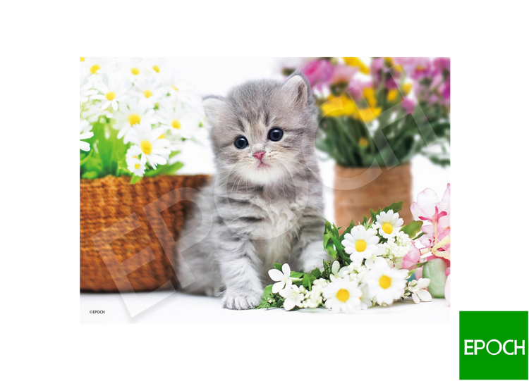 貓咪小貓 - 300塊(標準)