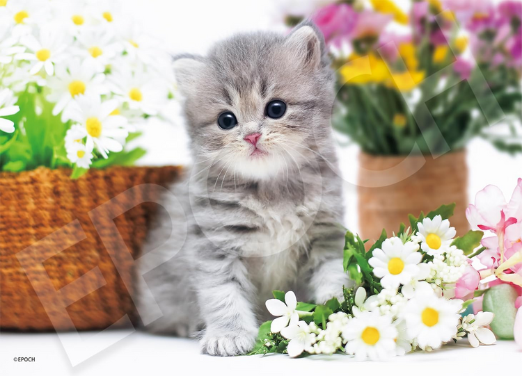 貓咪小貓 - 300塊(標準)