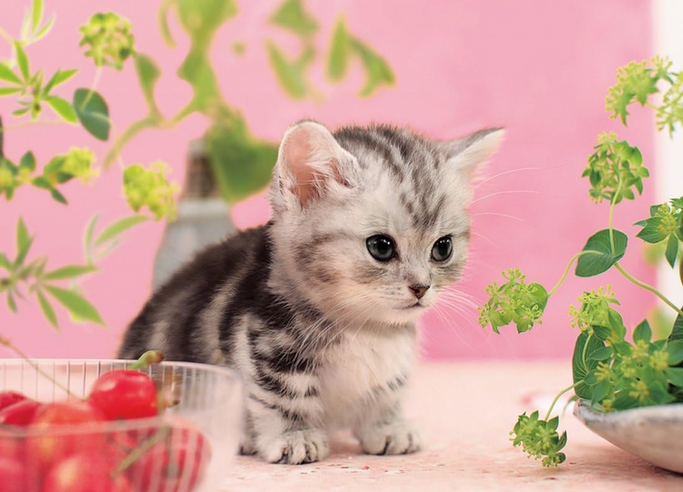 慢慢看 - 300塊(標準)