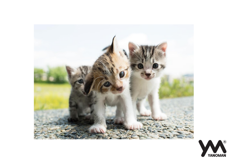 為什麼呢? - 108塊(標準)