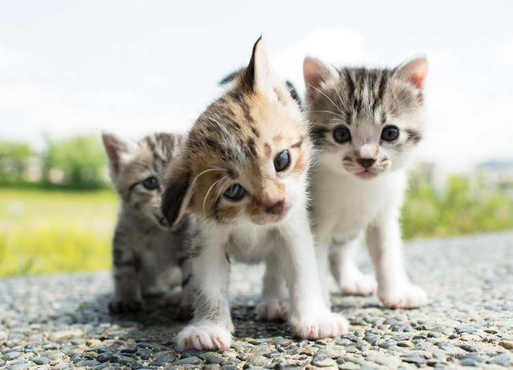 為什麼呢? - 108塊(標準)