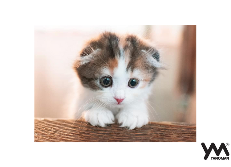 這邊哦! - 300塊(標準)