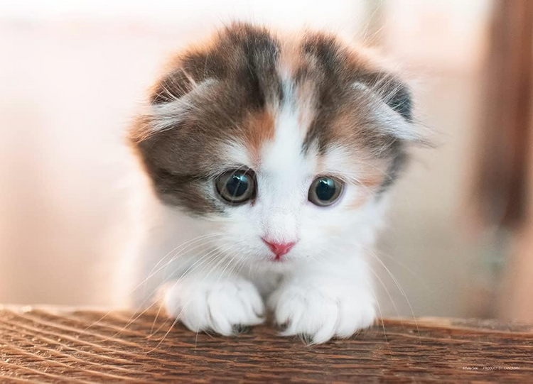 這邊哦! - 300塊(標準)