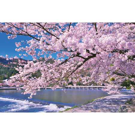 嵐山染上盛開的櫻花（京都）- 1000(標準)塊